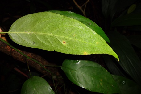 Anadendrum latifolium — photograph 7 of 9