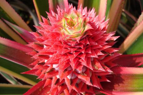 Ananas bracteatus — photograph 2 of 6