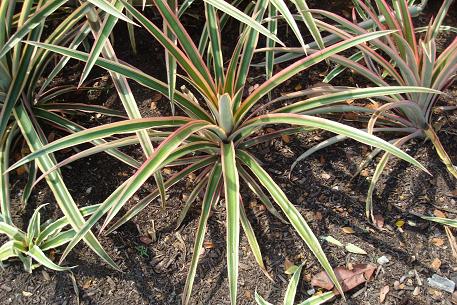 Ananas bracteatus — photograph 3 of 6