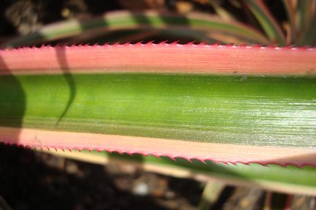Ananas bracteatus — photograph 4 of 6