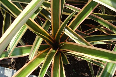 Ananas bracteatus — photograph 5 of 6