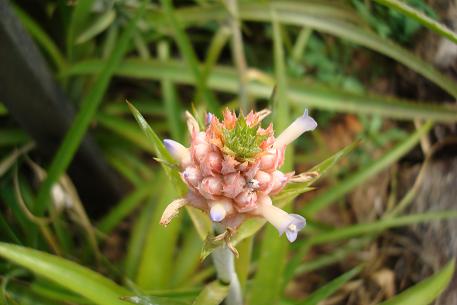 Ananas nanus — photograph 2 of 5
