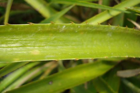 Ananas nanus — photograph 3 of 5