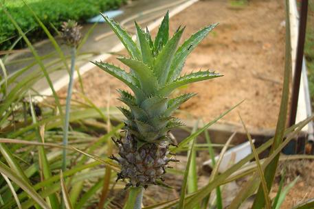 Ananas nanus — photograph 4 of 5