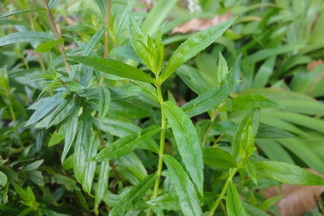 Angelonia biflora — photograph 2 of 5