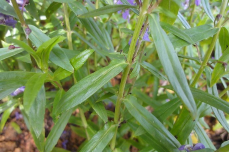 Angelonia biflora — photograph 4 of 5