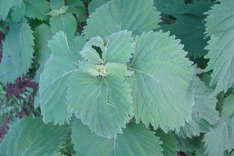 Anisomeles indica — photograph 2 of 7