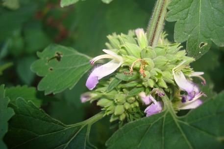 Anisomeles indica — photograph 3 of 7