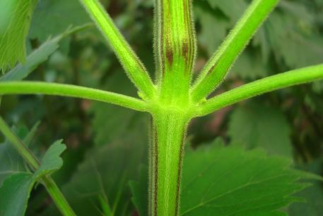 Anisomeles indica — photograph 4 of 7