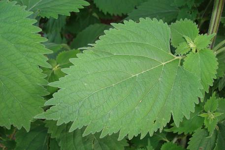 Anisomeles indica — photograph 5 of 7