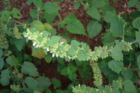 Anisomeles indica — photograph 6 of 7