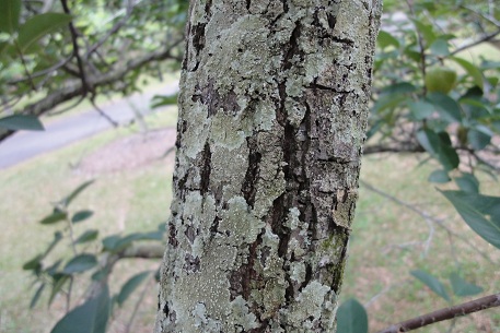 Annona glabra — photograph 3 of 6