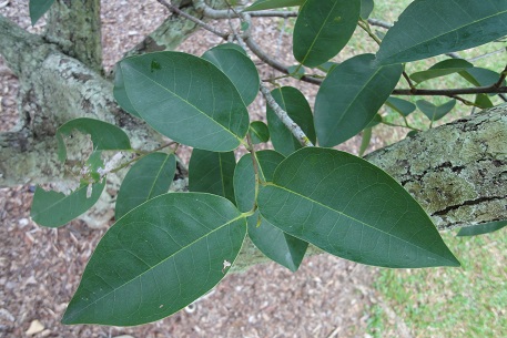 Annona glabra — photograph 4 of 6