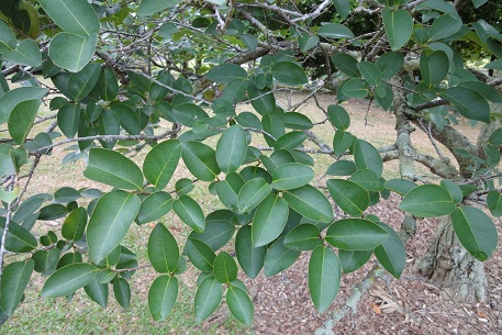 Annona glabra — photograph 5 of 6