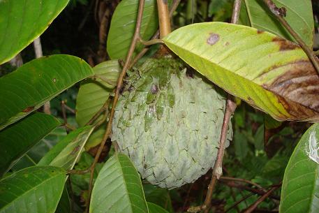 Annona mucosa — photograph 2 of 7