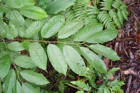 Annona mucosa — photograph 3 of 7