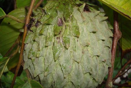Annona mucosa — photograph 4 of 7