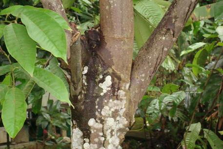 Annona mucosa — photograph 5 of 7
