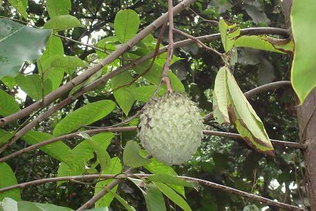 Annona mucosa — photograph 6 of 7