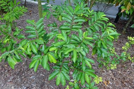 Annona muricata — photograph 2 of 10