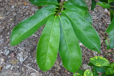 Annona muricata — photograph 3 of 10
