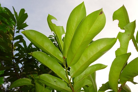 Annona muricata — photograph 4 of 10