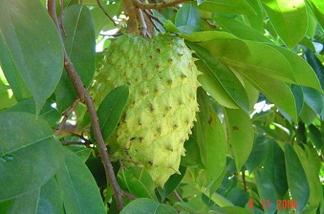 Annona muricata — photograph 5 of 10