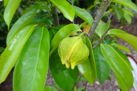 Annona muricata — photograph 6 of 10