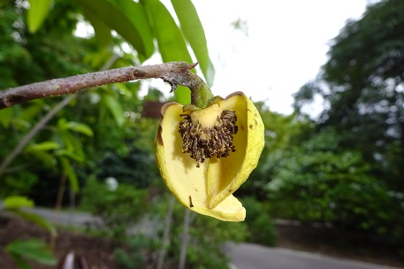 Annona muricata — photograph 7 of 10