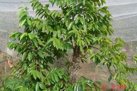 Annona muricata — photograph 8 of 10