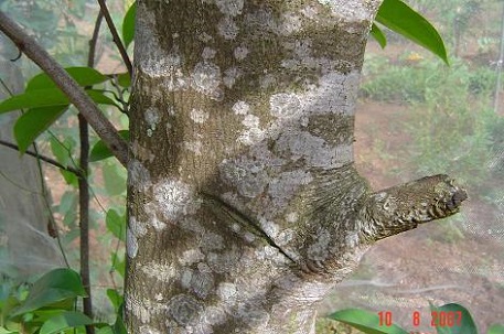 Annona muricata — photograph 9 of 10