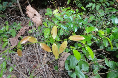 Anodendron candolleanum — photograph 2 of 8