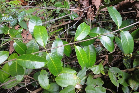Anodendron candolleanum — photograph 3 of 8