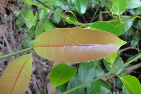 Anodendron candolleanum — photograph 4 of 8
