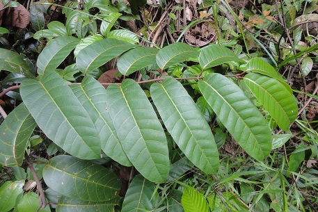 Anodendron candolleanum — photograph 5 of 8