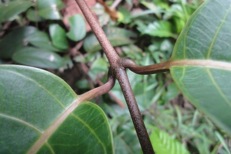 Anodendron candolleanum — photograph 6 of 8