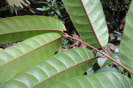 Anodendron candolleanum — photograph 7 of 8