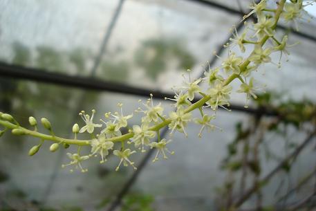 Anredera cordifolia — photograph 2 of 6