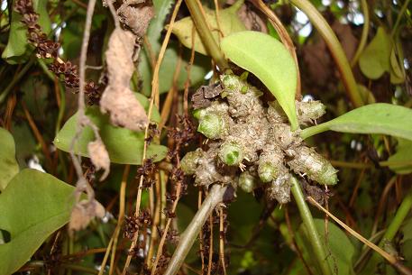 Anredera cordifolia — photograph 3 of 6