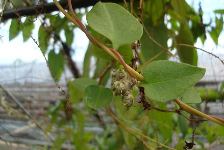Anredera cordifolia — photograph 4 of 6