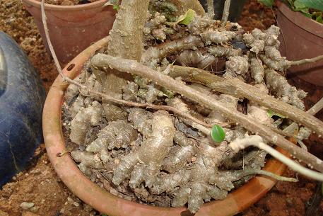 Anredera cordifolia — photograph 5 of 6