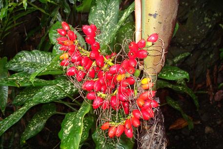 Areca triandra — photograph 2 of 8