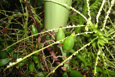 Areca triandra — photograph 4 of 8
