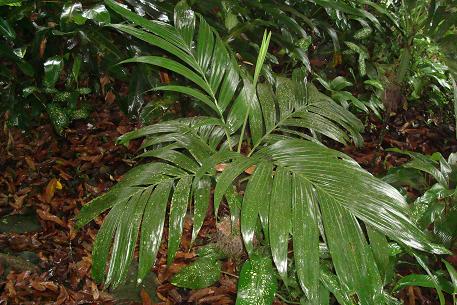 Areca triandra — photograph 5 of 8