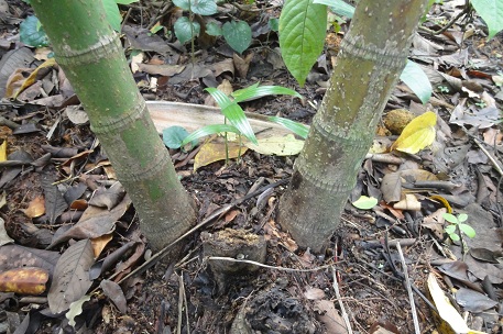 Areca triandra — photograph 6 of 8