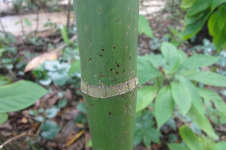 Areca triandra — photograph 7 of 8