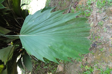 Arenga hookeriana — photograph 2 of 5