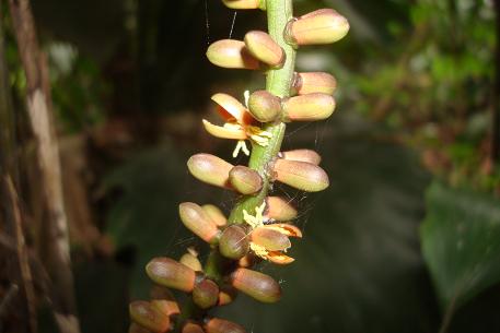 Arenga hookeriana — photograph 3 of 5