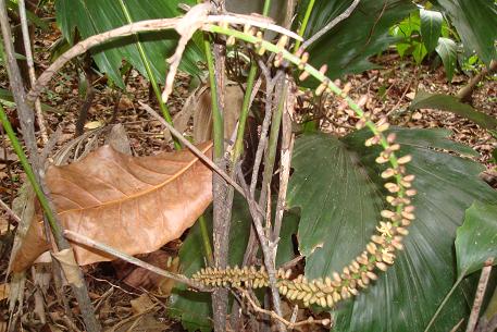 Arenga hookeriana — photograph 4 of 5
