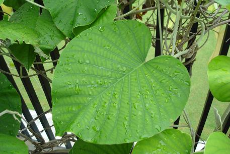 Argyreia nervosa — photograph 3 of 9